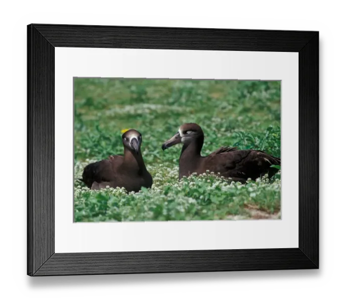Framed Print : United States, Hawaii, Midway, Atoll NWR. Black-footed albatross pair