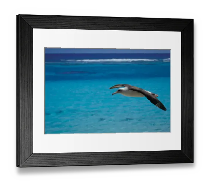 Framed Print : United States, Hawaii, Midway, Atoll NWR. Laysan albatross in flight