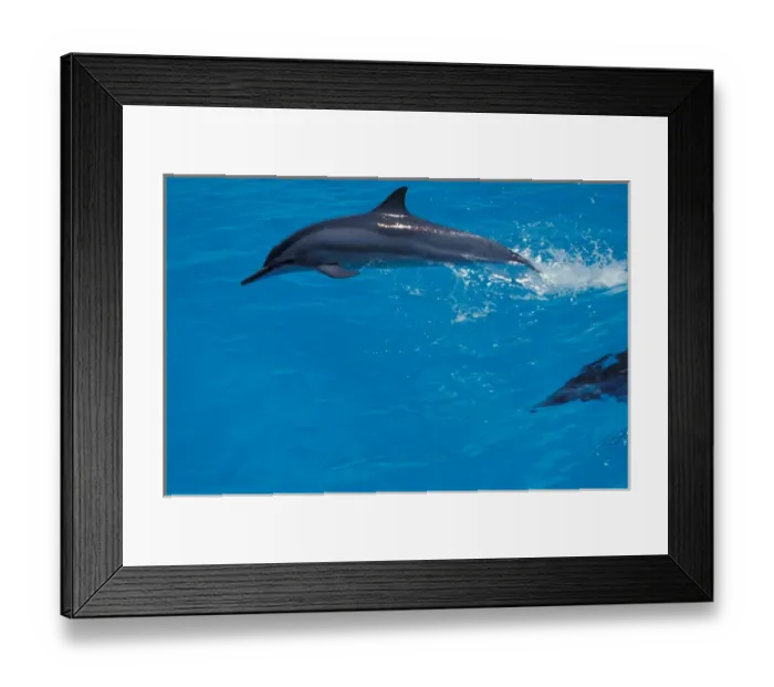 Framed Print : United States, Hawaii, Midway, Atoll NWR. Spiner dolphin jumping