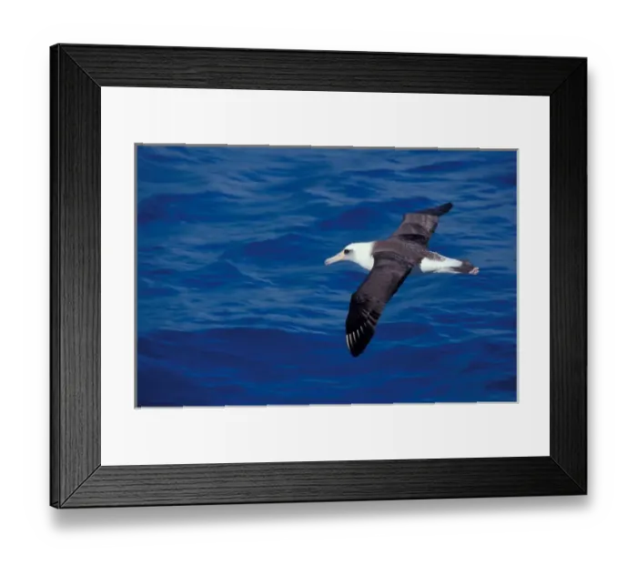 Framed Print : United States, Hawaii, Midway, Atoll NWR. Laysan albatross in flight