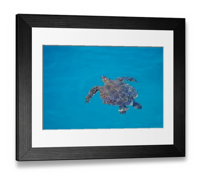 Framed Print : United States, Hawaii, Midway Atoll NWR. Green sea turtle in blue waters