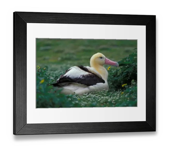 Framed Print : United States, Hawaii, Midway Atoll NWR. Short-tailed albatross Framed Print : United States, Hawaii, Midway Atoll NWR. Short-tailed albatross
