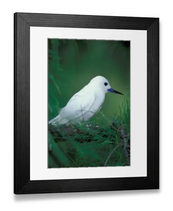 Framed Print : United States, Hawaii, Midway Atoll NWR. White tern Framed Print : United States, Hawaii, Midway Atoll NWR. White tern