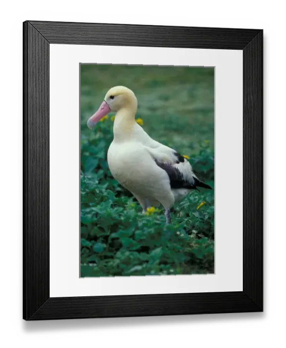 Framed Print : United States, Hawaii, Midway Atoll NWR. Short-tailed albatross