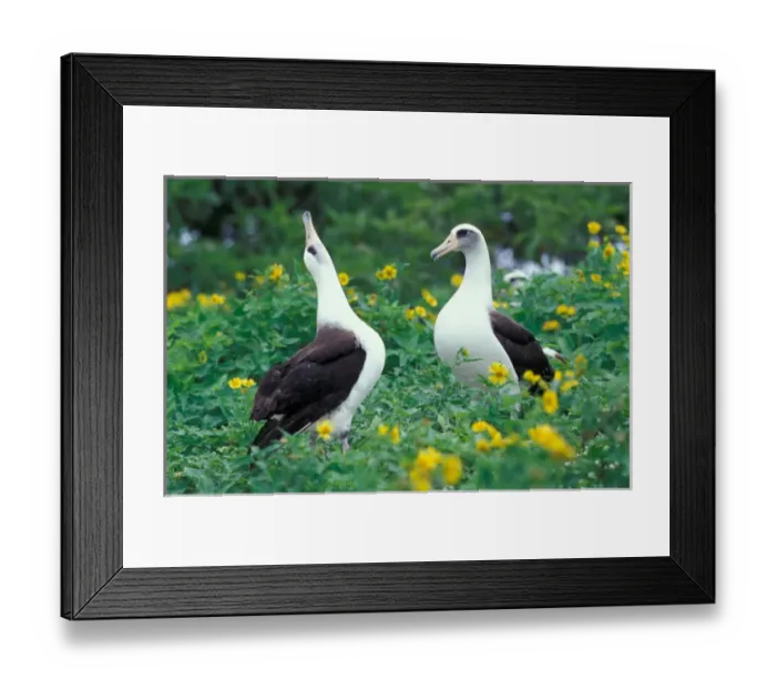 Framed Print : United States, Hawaii, Midway Atoll NWR. Pair of laysan albatross
