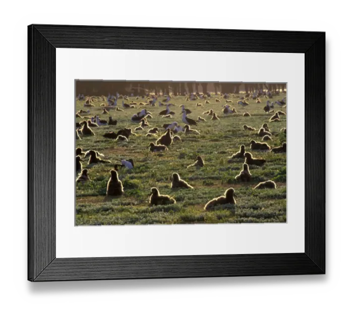 Framed Print : United States, Hawaii, Midway Atoll NWR. Laysan albatross on nesting area Framed Print : United States, Hawaii, Midway Atoll NWR. Laysan albatross on nesting area