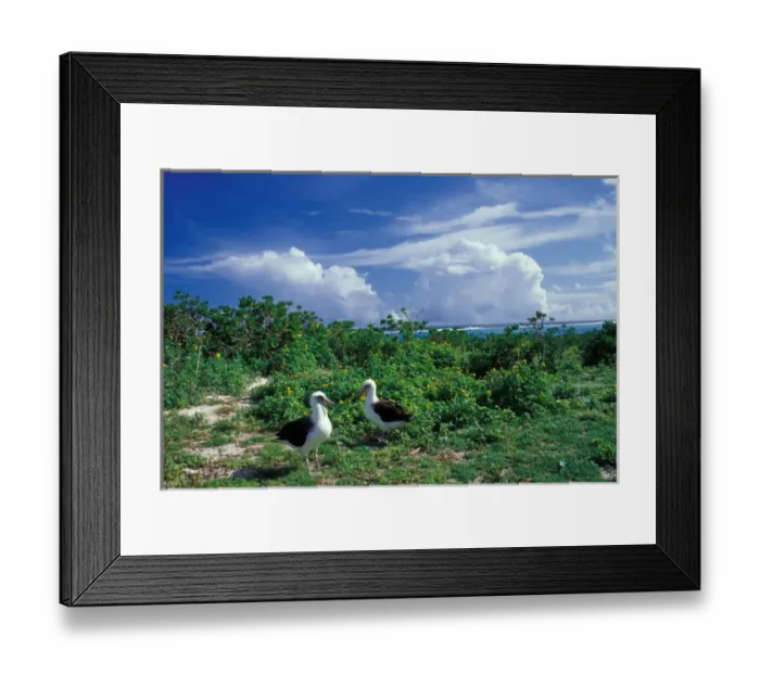 Framed Print : United States, Hawaii, Midway Atoll NWR. Pair of laysan albatross Framed Print : United States, Hawaii, Midway Atoll NWR. Pair of laysan albatross