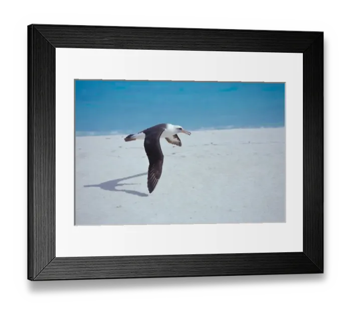 Framed Print : United States, Hawaii, Midway Atoll NWR. Laysan albatross in flight Framed Print : United States, Hawaii, Midway Atoll NWR. Laysan albatross in flight