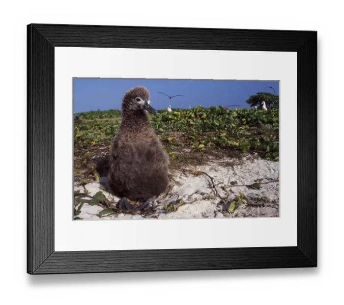 Framed Print : Midway Atoll National Wildlife Refuge, a Laysan Albatross chick (Phoebastria immutabilis)