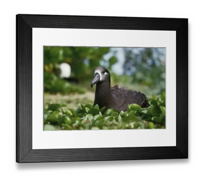 Framed Print : USA, Midway Atoll National Wildlife Refuge, Black-footed Albatross (Phoebastria nigripes)