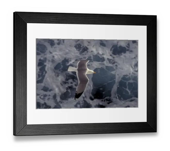 Framed Print : Sea gull at sea Cruising Framed Print : Sea gull at sea Cruising