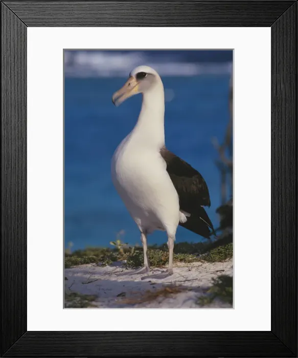 Framed Print : Midway Atoll National Wildilfe Refuge, a Laysan Albatross (Phoebastria immutabilis) Framed Print : Midway Atoll National Wildilfe Refuge, a Laysan Albatross (Phoebastria immutabilis)