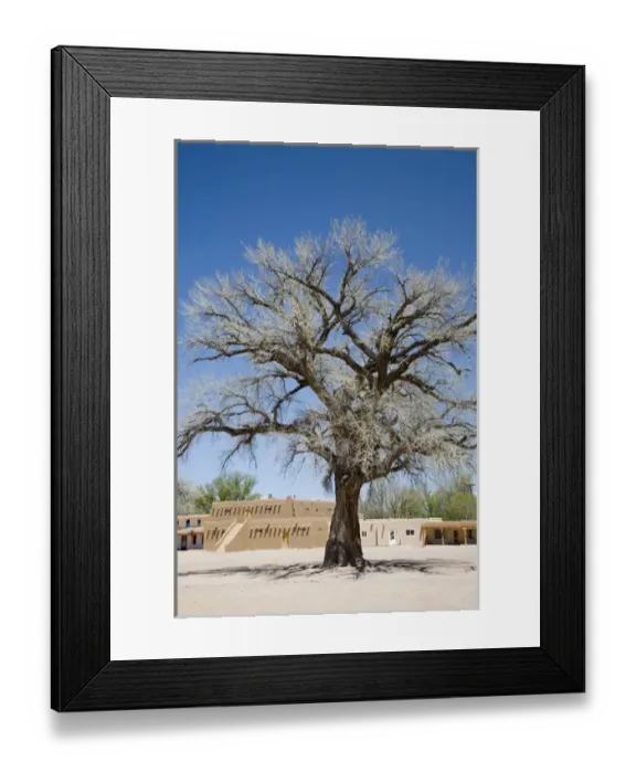 Framed Print : NM, New Mexico, San Ildefonso Pueblo, Big Tree in North Plaza, a majestic Framed Print : NM, New Mexico, San Ildefonso Pueblo, Big Tree in North Plaza, a majestic