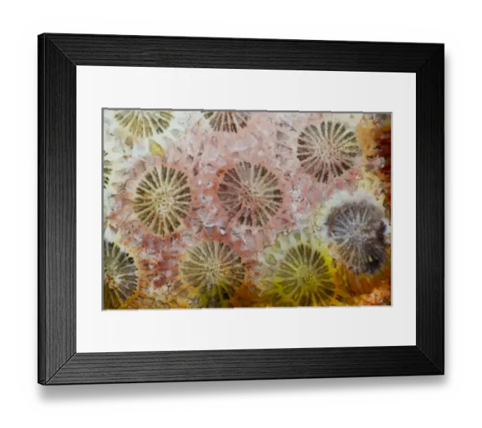 Framed Print : Coral, Indonesia