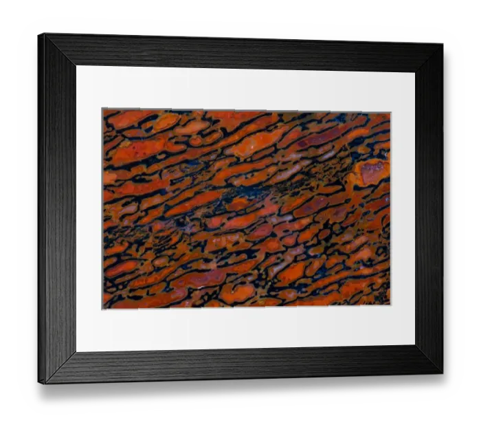 Framed Print : Dinosaur Petrified Bone Framed Print : Dinosaur Petrified Bone