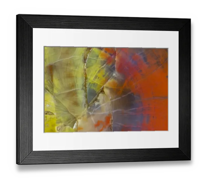 Framed Print : Petrified Wood close-up Framed Print : Petrified Wood close-up