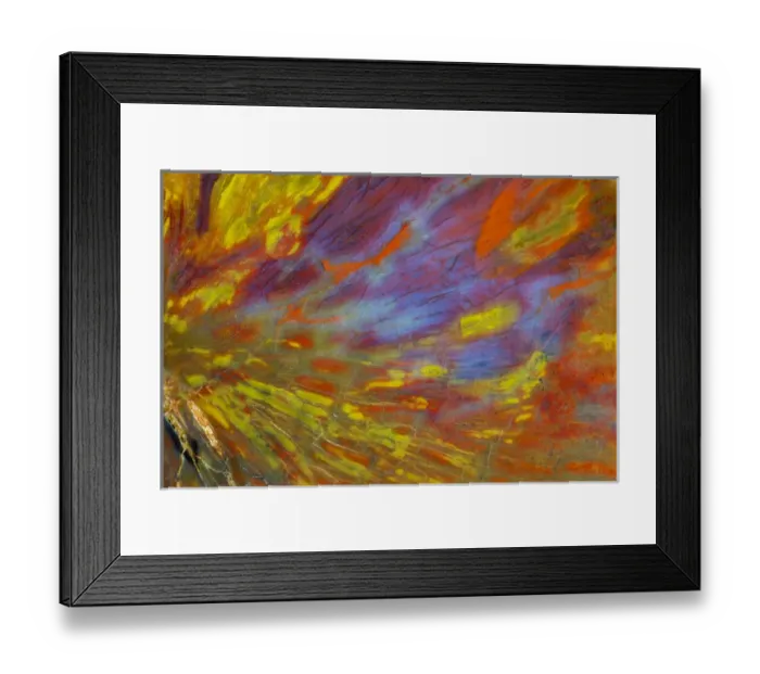 Framed Print : Petrified Wood close-up Framed Print : Petrified Wood close-up