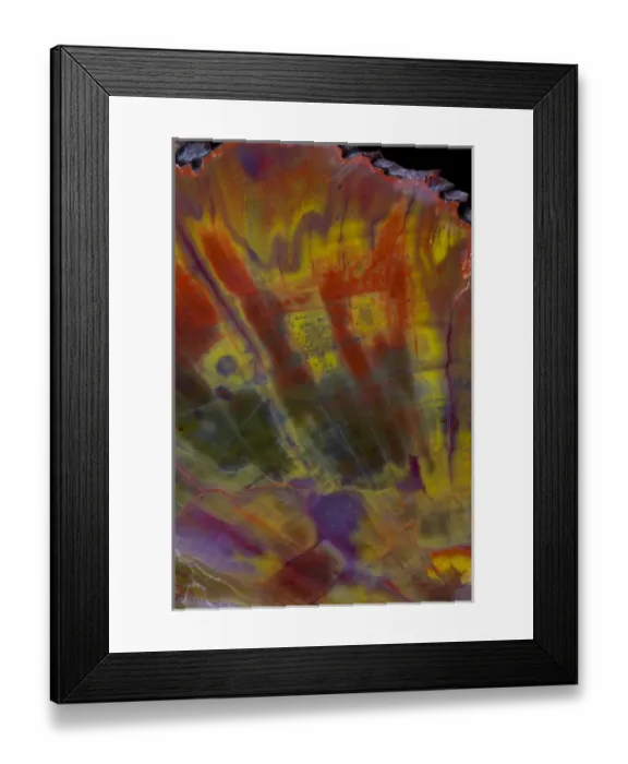 Framed Print : Petrified Wood close-up Framed Print : Petrified Wood close-up