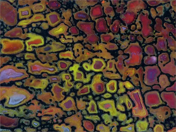Colorful Petrified Dinosaur Bone