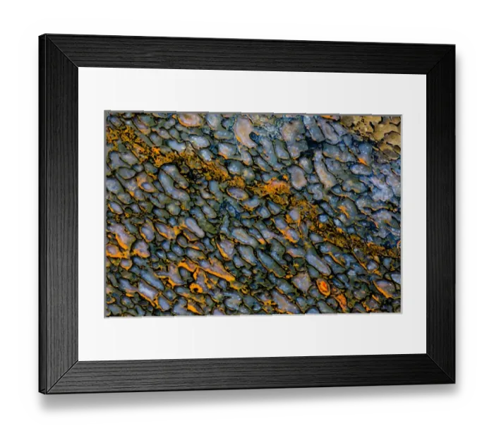 Framed Print : Colorful Petrified Dinosaur Bone Framed Print : Colorful Petrified Dinosaur Bone