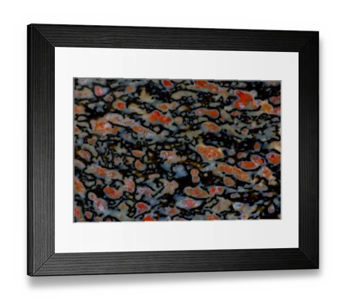 Framed Print : Colorful Petrified Dinosaur Bone