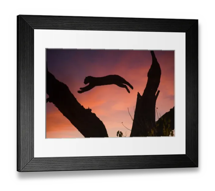 Framed Print : Africa, Botswana, Savute Game Reserve. Leopard leaping from branch to branch at sunset