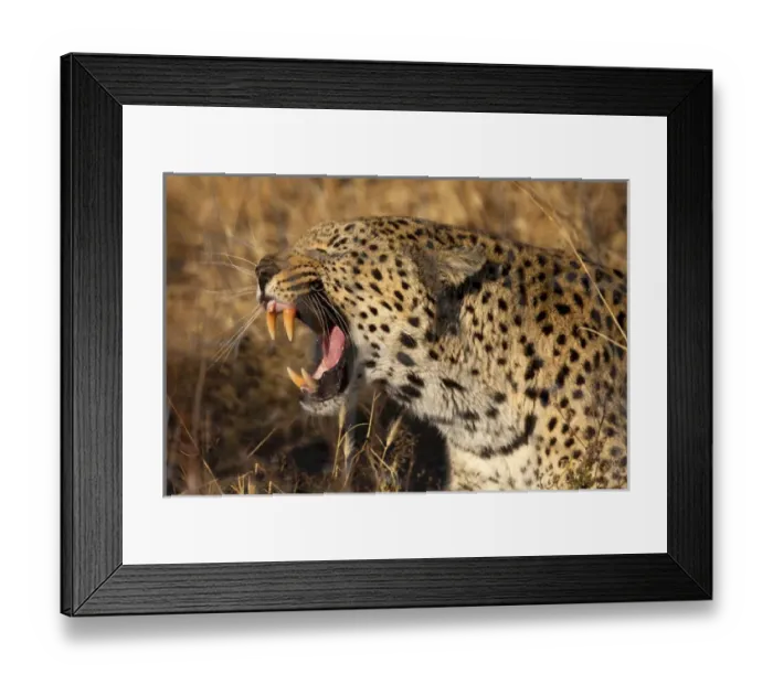 Framed Print : Africa, Botswana, Savute Game Reserve. Yawning leopard Framed Print : Africa, Botswana, Savute Game Reserve. Yawning leopard