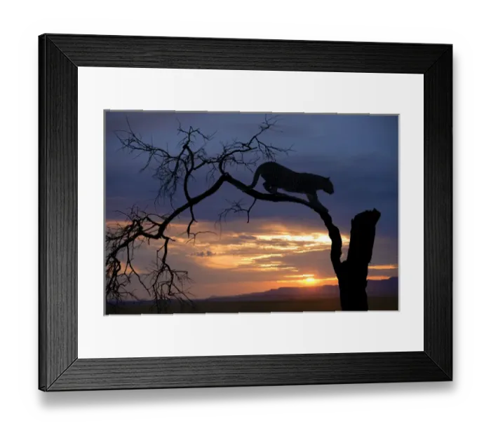 Framed Print : Africa, Botswana, Savute Game Reserve. Leopard on branch at sunset Framed Print : Africa, Botswana, Savute Game Reserve. Leopard on branch at sunset