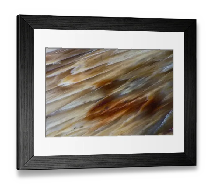 Framed Print : Petrified Wood close-up Framed Print : Petrified Wood close-up