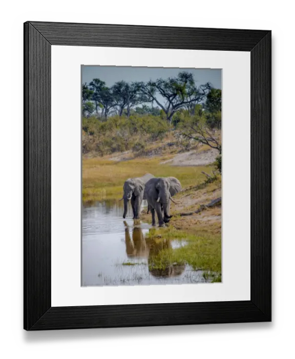 Framed Print : Africa, Botswana, Chobe National Park. Adult elephants at water hole Framed Print : Africa, Botswana, Chobe National Park. Adult elephants at water hole