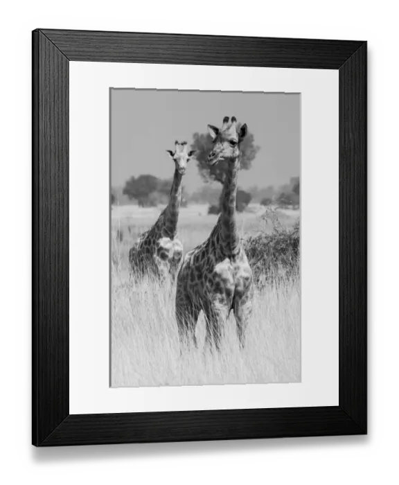 Framed Print : Okavango Delta, Botswana. A pair of young giraffe walking in tall grass. Black and White Framed Print : Okavango Delta, Botswana. A pair of young giraffe walking in tall grass. Black and White