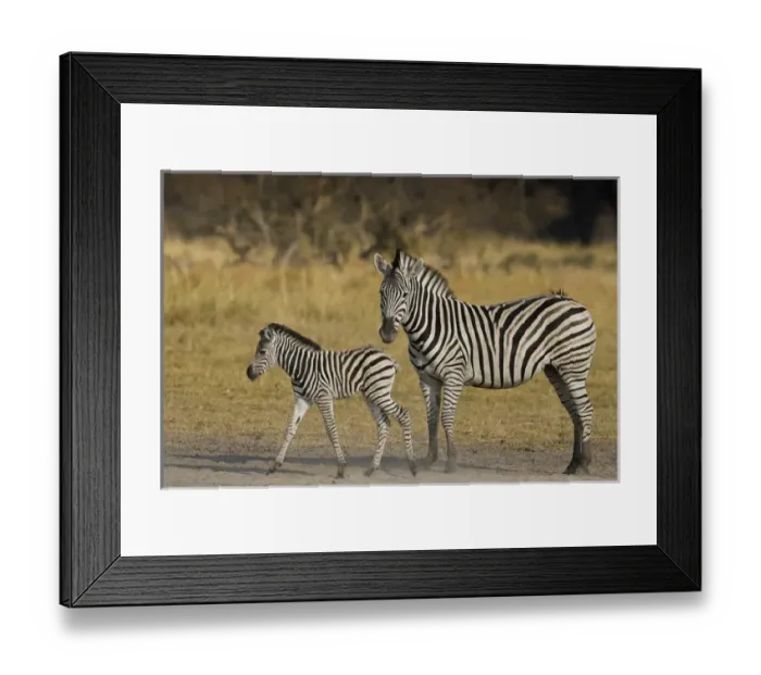 Framed Print : Okavango Delta, Botswana. Plains Zebra: mother and child Framed Print : Okavango Delta, Botswana. Plains Zebra: mother and child