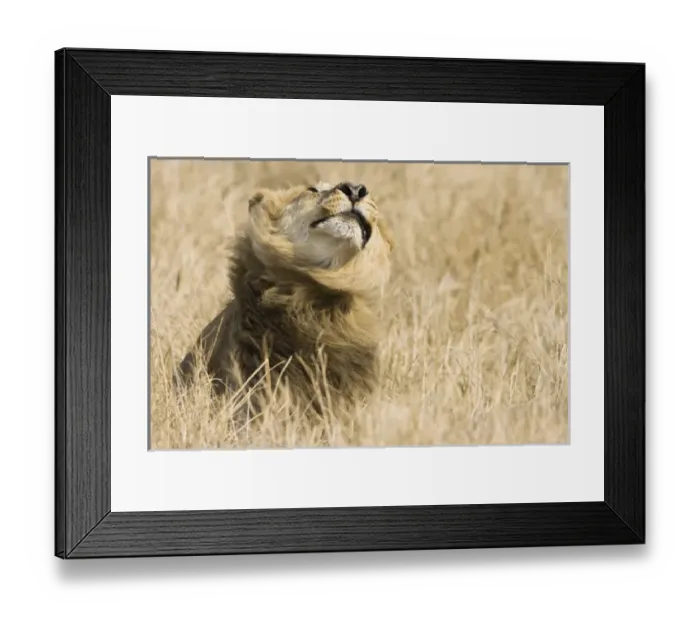Framed Print : Okavango Delta, Botswana. Close-up of male lion shaking his mane Framed Print : Okavango Delta, Botswana. Close-up of male lion shaking his mane