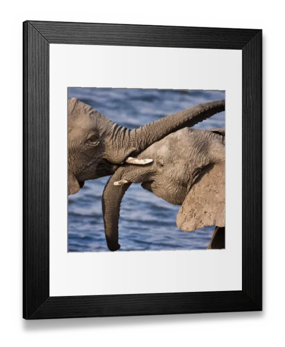 Framed Print : Chobe National Park, Botswana. A close-up of a pair of African Bush Elephants Framed Print : Chobe National Park, Botswana. A close-up of a pair of African Bush Elephants