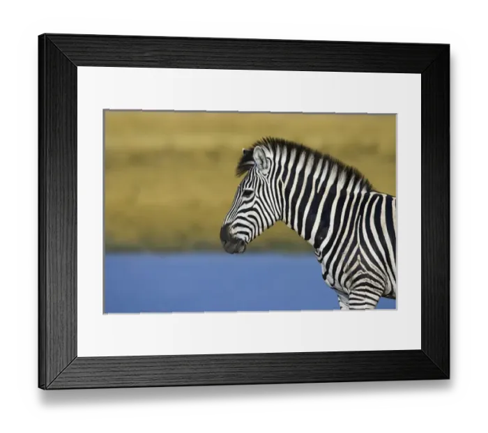 Framed Print : Okavango Delta, Botswana. Plains Zebra standing next to a pond