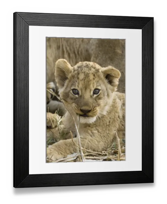Framed Print : Okavango Delta, Botswana. A close-up of a lion cub Framed Print : Okavango Delta, Botswana. A close-up of a lion cub