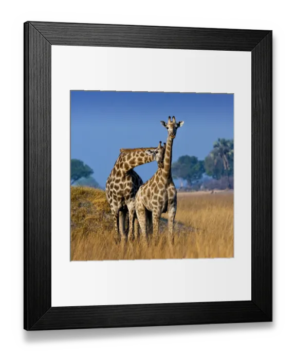 Framed Print : Okavango Delta, Botswana. A pair of young giraffe necking Framed Print : Okavango Delta, Botswana. A pair of young giraffe necking