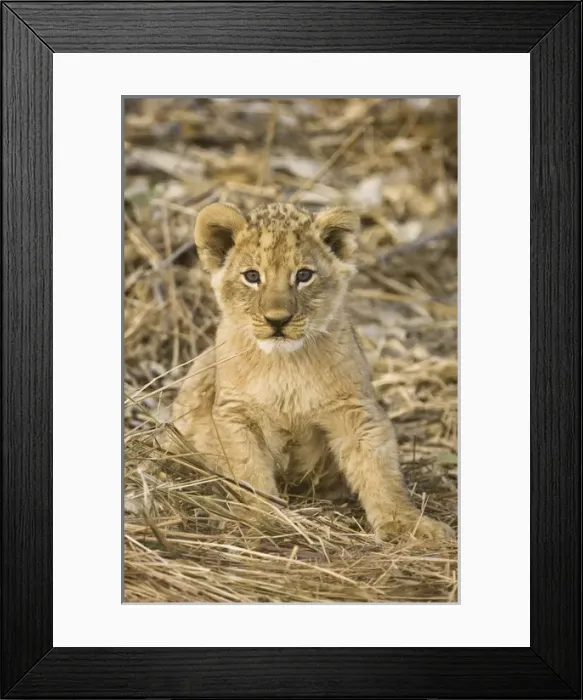 Framed Print : Okavango Delta, Botswana. Close-up of lion sitting Framed Print : Okavango Delta, Botswana. Close-up of lion sitting