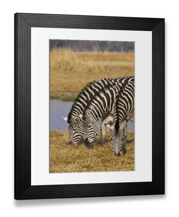 Framed Print : Okavango Delta, Botswana. Three Plains Zebra Grazing Framed Print : Okavango Delta, Botswana. Three Plains Zebra Grazing