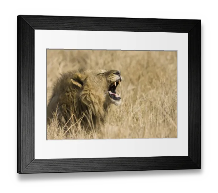 Framed Print : Okavango Delta, Botswana. Close-up of male lion roaring Framed Print : Okavango Delta, Botswana. Close-up of male lion roaring