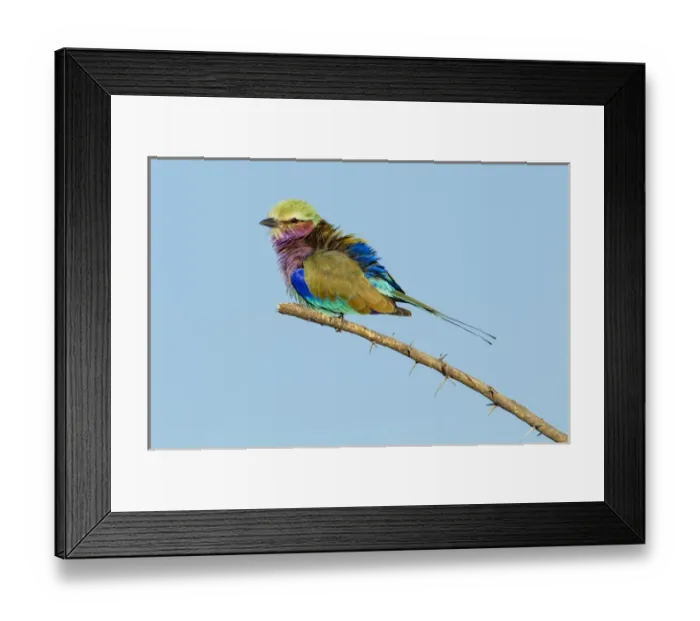 Framed Print : Africa, Botswana, Chobe National Park, Lilac-Breasted Roller (Coracias caudata) resting Framed Print : Africa, Botswana, Chobe National Park, Lilac-Breasted Roller (Coracias caudata) resting