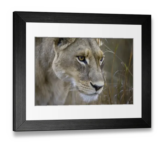 Framed Print : Okavango Delta, Botswana. Close-up of a female lion Framed Print : Okavango Delta, Botswana. Close-up of a female lion