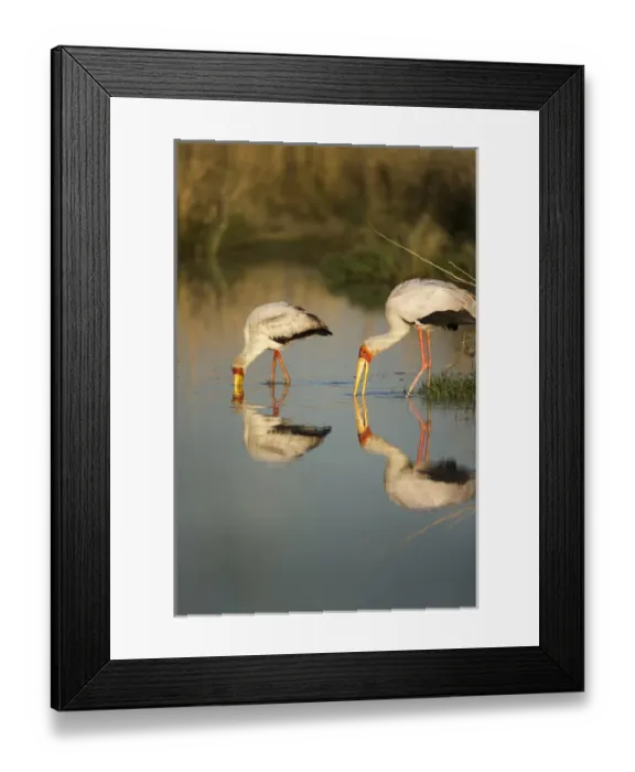 Framed Print : Africa, Botswana, Moremi Game Reserve, Yellow Billed Storks (Mycteria ibis) fishing Framed Print : Africa, Botswana, Moremi Game Reserve, Yellow Billed Storks (Mycteria ibis) fishing