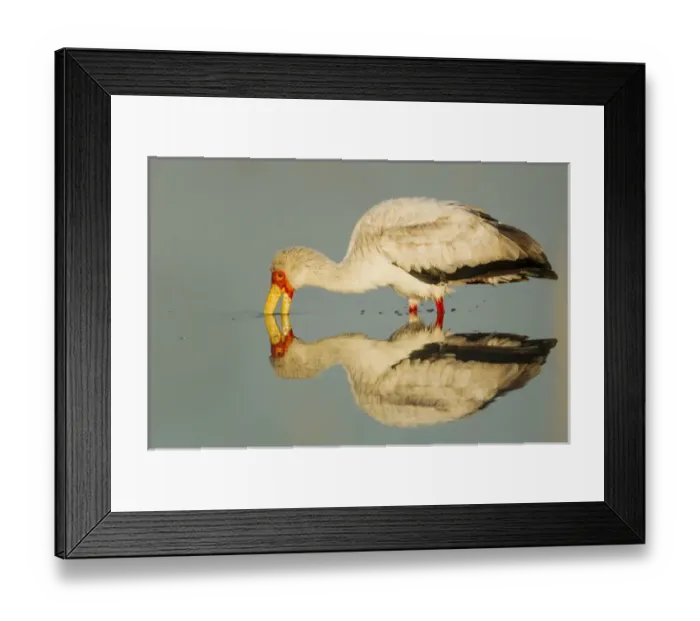 Framed Print : Africa, Botswana, Moremi Game Reserve, Yellow Billed Stork (Mycteria ibis) fishing