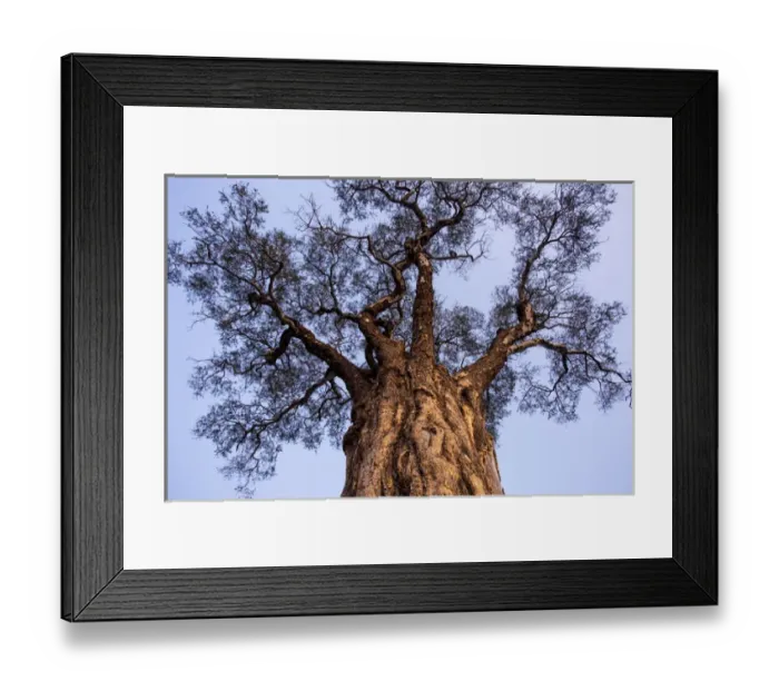 Framed Print : Africa, Botswana, Moremi Game Reserve, Low angle view of towering tree at dusk in Framed Print : Africa, Botswana, Moremi Game Reserve, Low angle view of towering tree at dusk in