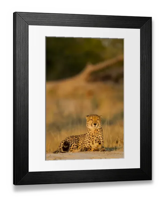 Framed Print : Africa, Botswana, Moremi Game Reserve, Cheetah (Acinonyx jubatus) resting on low Framed Print : Africa, Botswana, Moremi Game Reserve, Cheetah (Acinonyx jubatus) resting on low