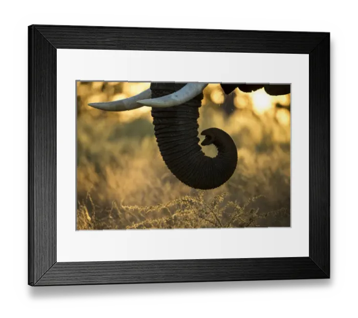 Framed Print : Africa, Botswana, Moremi Game Reserve, Rising sun lights African Elephant (Loxodonta Framed Print : Africa, Botswana, Moremi Game Reserve, Rising sun lights African Elephant (Loxodonta