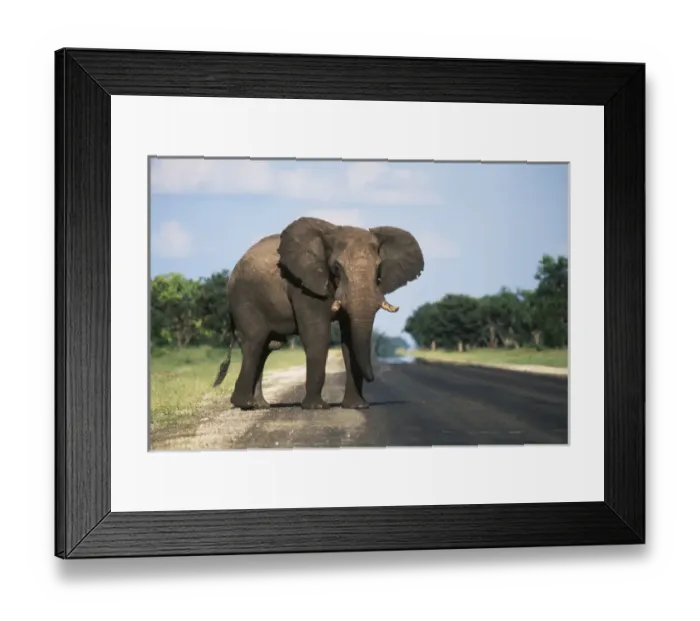 Framed Print : Botswana, Chobe National Park, Elephant calf crossing highway Framed Print : Botswana, Chobe National Park, Elephant calf crossing highway