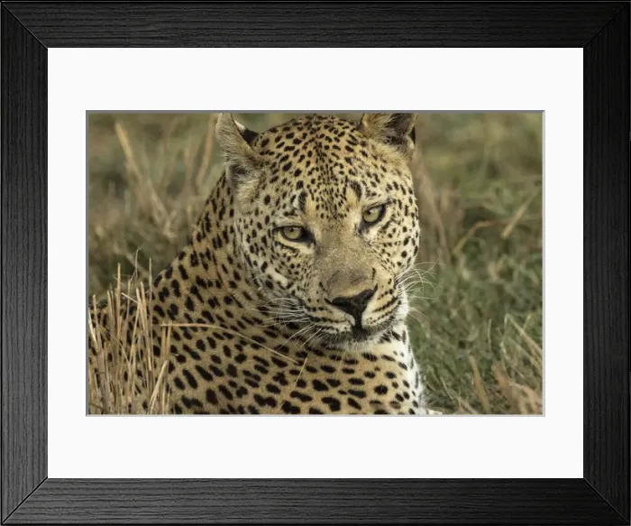 Framed Print : Africa, Botswana, Savute Game Reserve. Portrait of resting adult leopard. Credit as Framed Print : Africa, Botswana, Savute Game Reserve. Portrait of resting adult leopard. Credit as