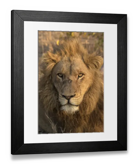 Framed Print : Africa, Botswana, Savute Game Reserve. Male lion close-up Framed Print : Africa, Botswana, Savute Game Reserve. Male lion close-up